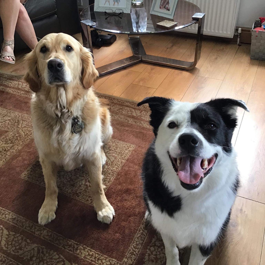Charles, a golden retriever, and his new Scottish friend, a black and white dog named Patch.