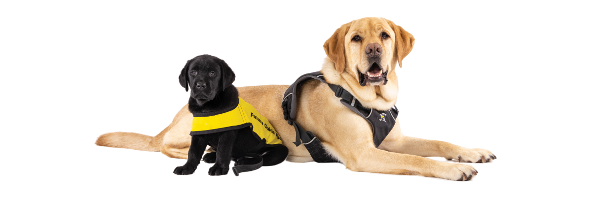 A tiny black puppy and a yellow Guide Dog in harness sit side-by-side on the ground.