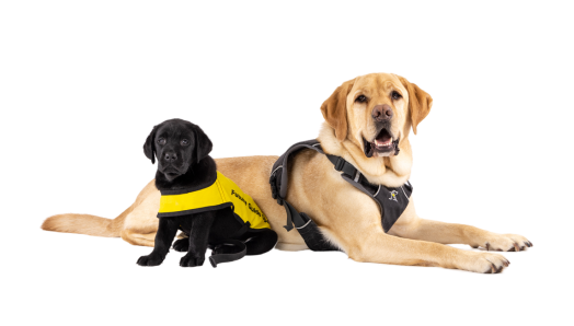 A tiny black puppy and a yellow Guide Dog in harness sit side-by-side on the ground.