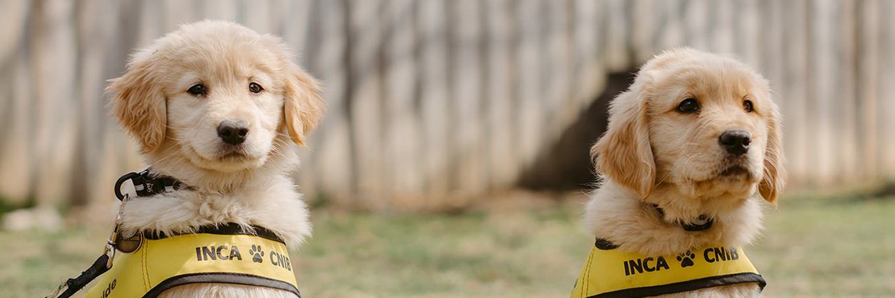 Scout and Jamie, future CNIB Guide Dog golden retriever puppies.