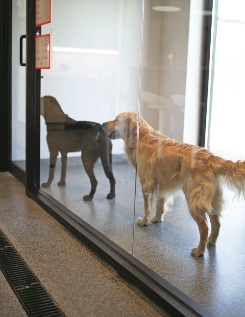 Une image de deux chiots en formation - un labrador jaune et un labrador noir