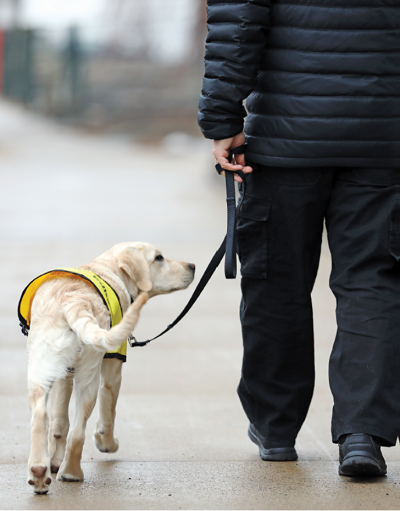 l'homme marche avec un chien-guide, par derrière