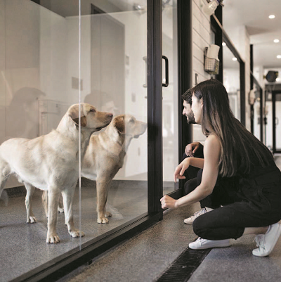 Deux personnes interagissant avec des chiens-guides derrière une vitre au Campus canin