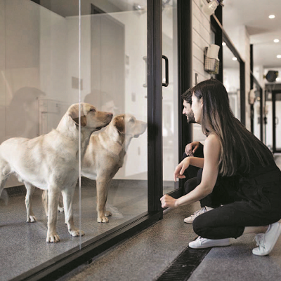 Trainers interacting with guide dogs behind a glass at the Canine Campus