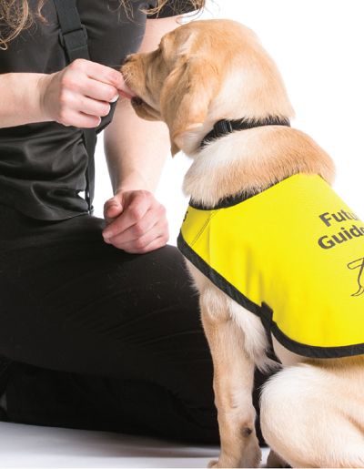 A trainer works with a guide dog in training