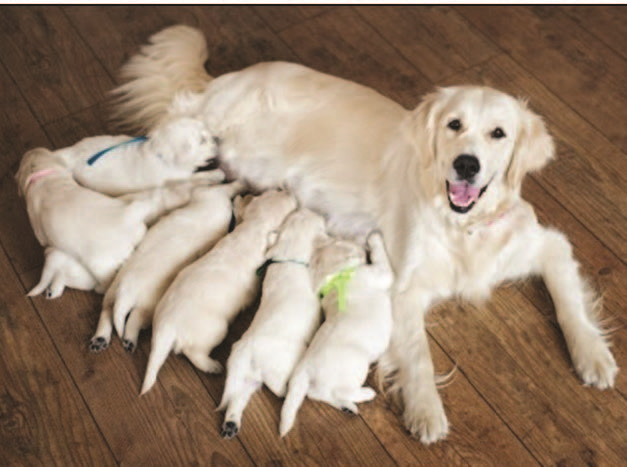 Golden Lab Dam weaning her pups