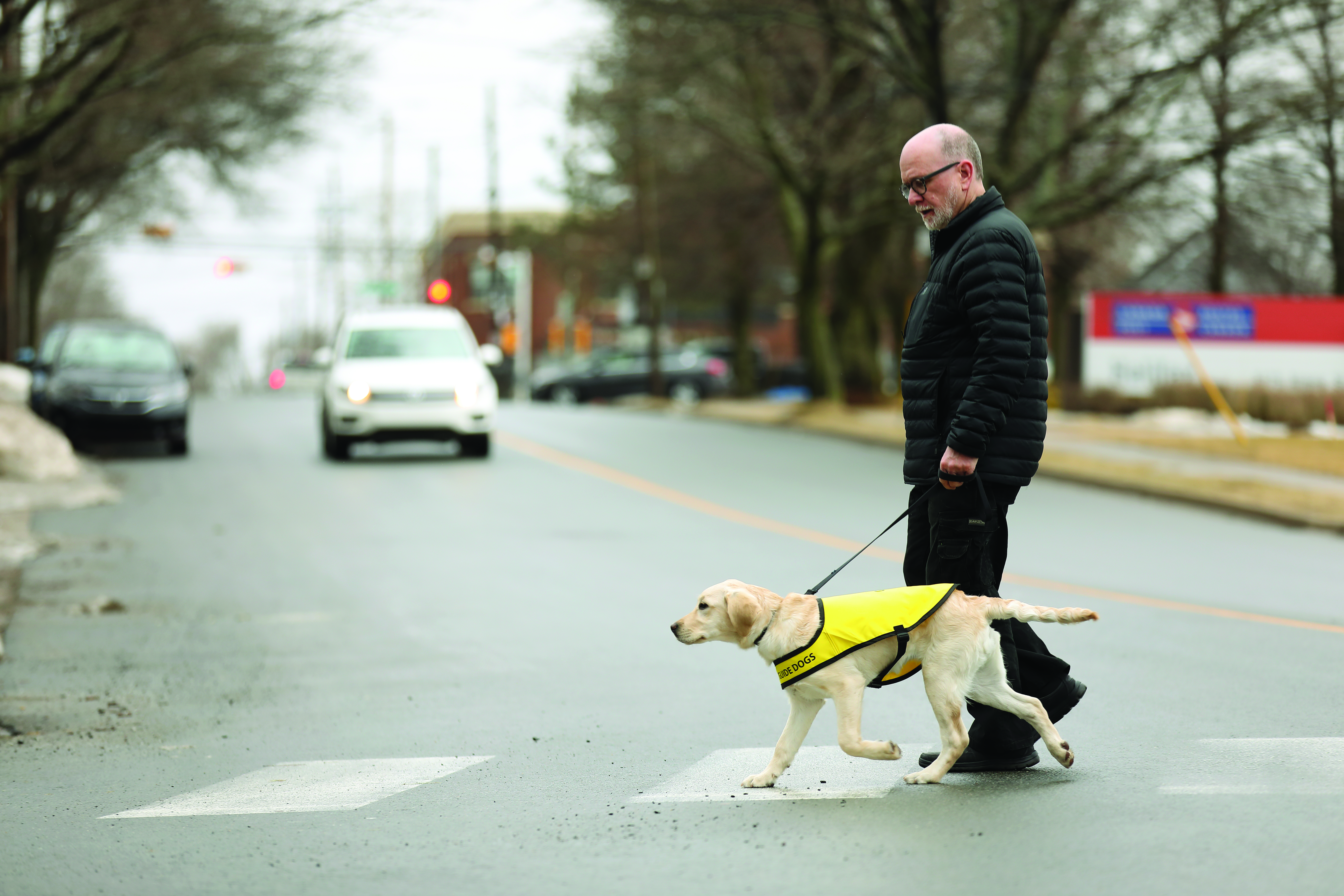 A man crossing the road with a CNIB Guide Dog-in-training
