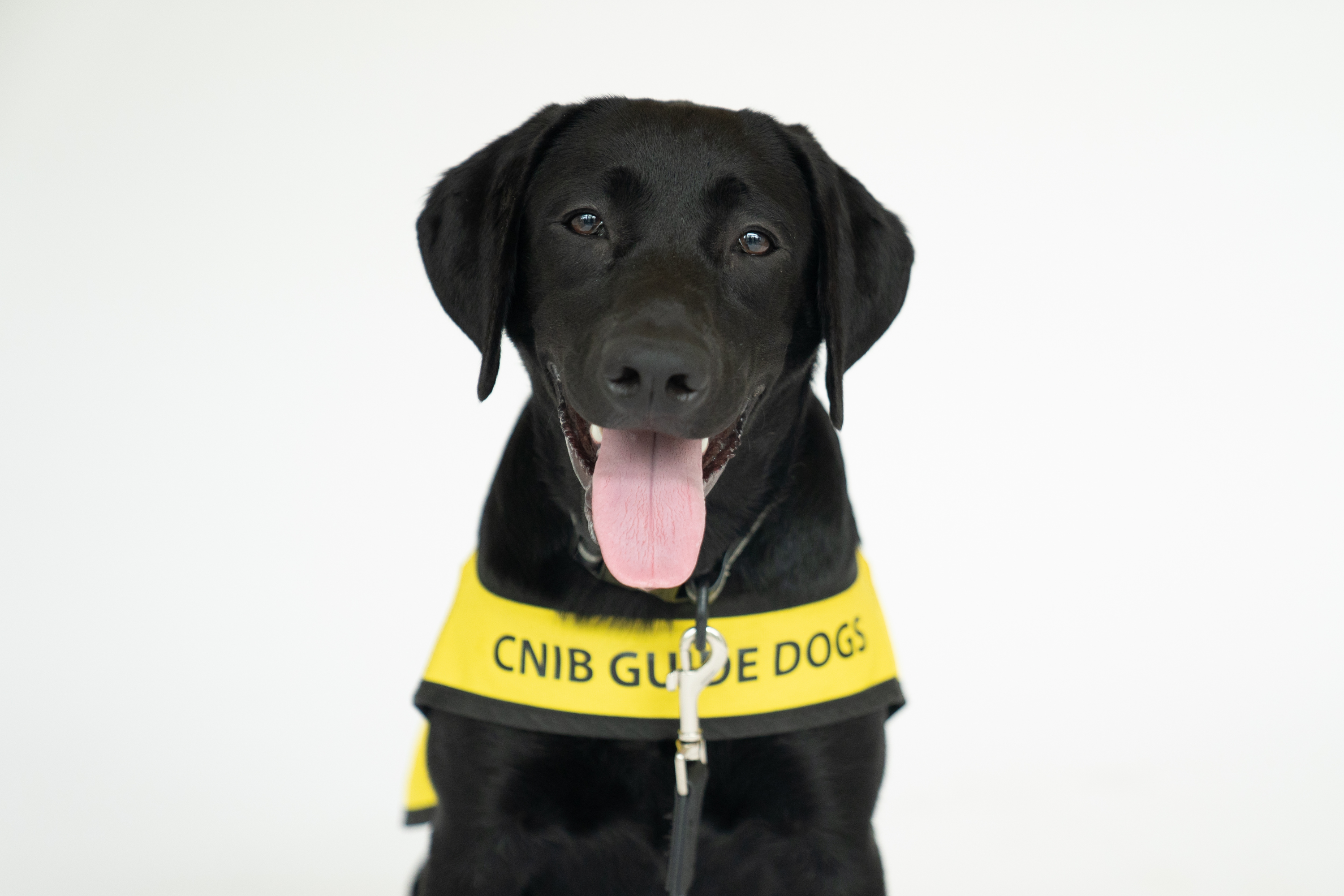 A black puppy wearing a yellow CNIB Guide Dog in Training vest, sits against a white background. The puppy sticks its tongue out and is a happy boy! 
