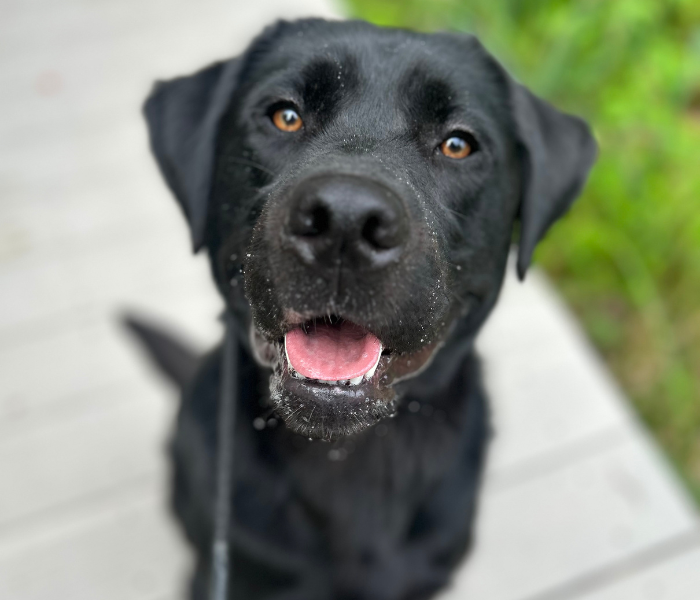 A close-up photo of Pete's face, focusing on his nose and mouth. Pete has bright amber eyes and his mouth is open, showing his tongue. A friendly and curious expression! There are drops of water around Pete's snout. 