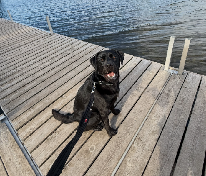 Pete, wearing a leash, sits on a wooden dock near a body of water. Pete has his mouth open and his tongue is hanging out.