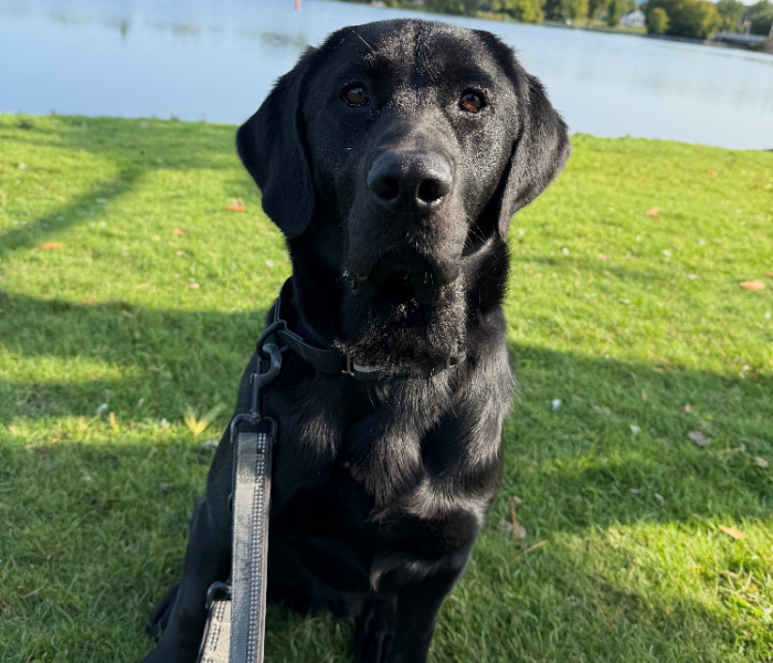 Scotty sits on a green grassy area near a body of water. He is wearing a collar and leash and looks directly at the camera. 