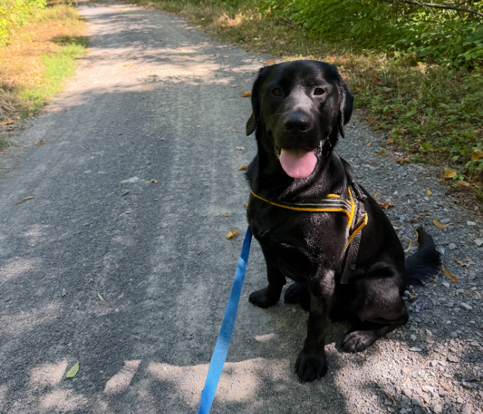 Scotty, a black lab retriever, sitting on a pathway outdoors. He is wearing a harness and leash. Scotty's mouth is open with its tongue out, giving a happy expression. 