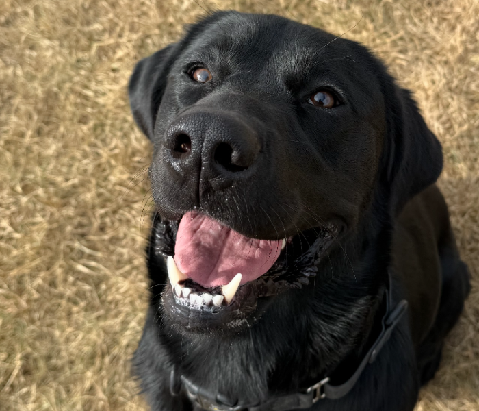 A close-up photo of Scotty's face, focusing on his nose and mouth. Scotty has bright amber eyes and his mouth is open, showing his tongue. A friendly and curious expression! 