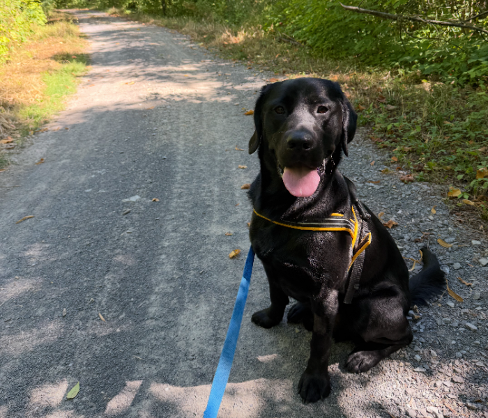 Scotty, a black lab retriever, sitting on a pathway outdoors. He is wearing a harness and leash. Scotty's mouth is open with its tongue out, giving a happy expression. 