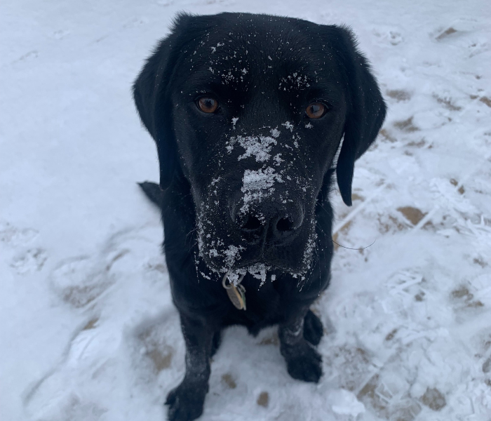 Hunter, a black Labrador retriever, is playing in the snow. He is looking up toward the camera with a gentle, curious expression and his snout is covered in snow. 