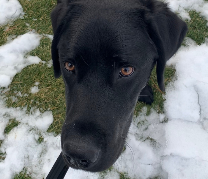 Hunter, a black Labrador retriever, is playing in the snow. He is looking up toward the camera with his brown eyes and a gentle, curious expression. The photo only captures his face.