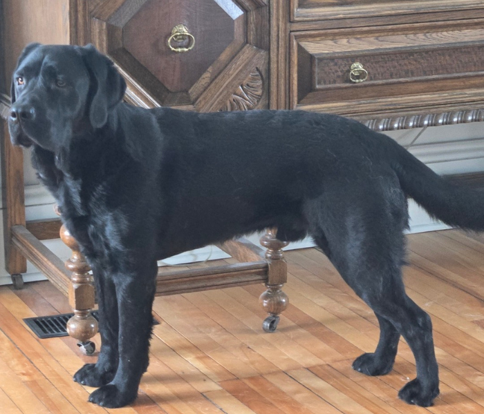 Manny, a black Labrador retriever, is standing in living room. His tail is wagging. 