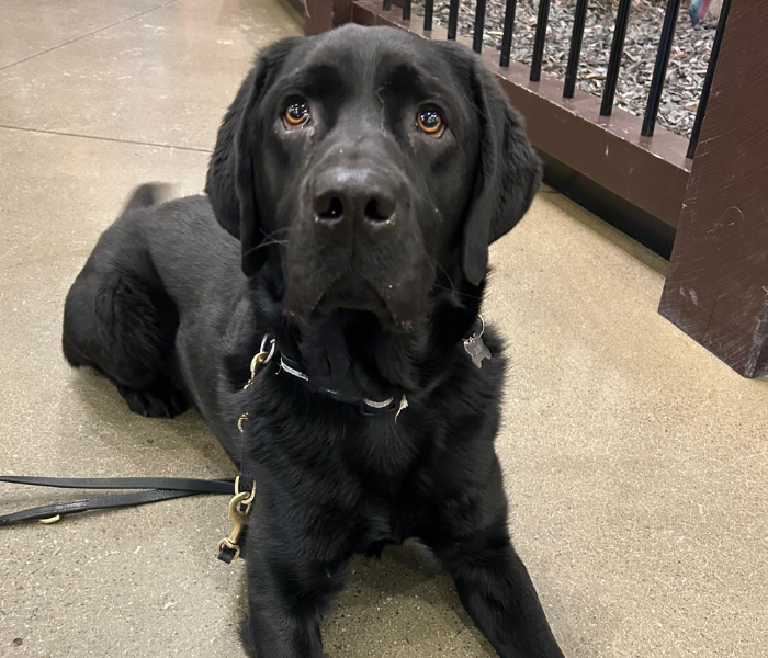 Manny, a black Labrador retriever, is lying on the ground indoors looking up toward the camera with a gentle, curious expression. 
