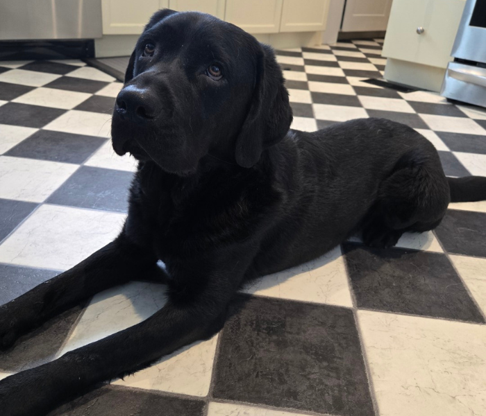 Manny, a black Labrador retriever, is lying on a kitchen floor, paws stretched, looking away from the camera.