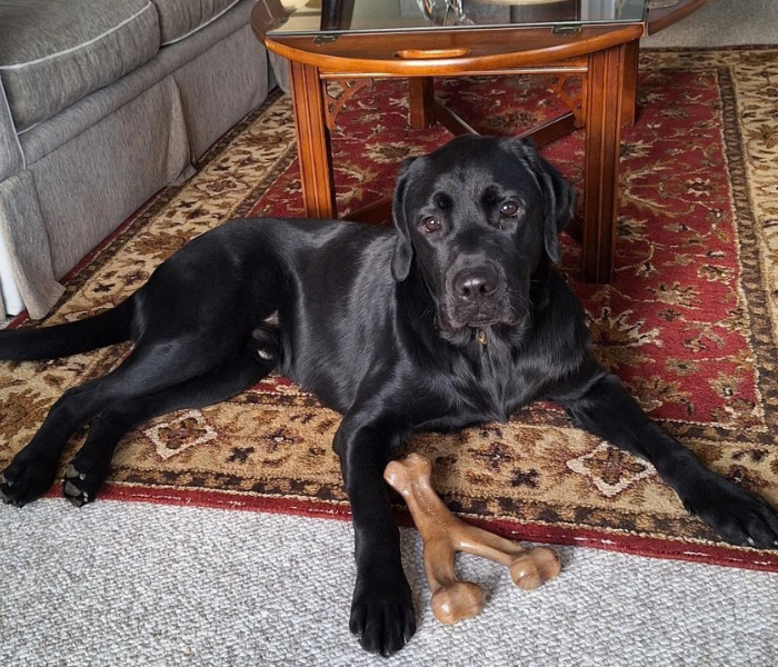Hero, a Black Labrador retriever laying on a rug on a front porch with a dog bone at his front paws. 