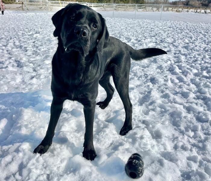 Hero, a black Labrador retriever, is playing in the snow. He is looking up toward the camera with and a Kong dog toy sits at his paws.