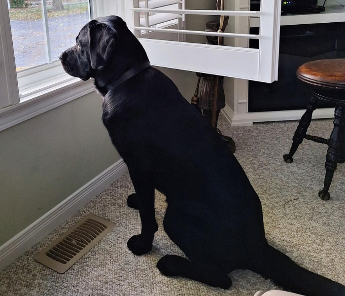Hero, a Black Labrador retriever sitting indoors by a window, looking outside while light comes through the glass