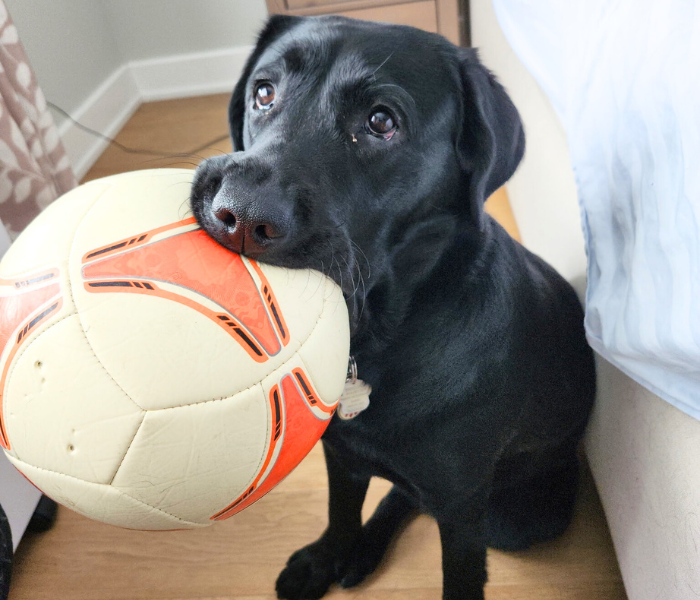 Molly, a black Labrador retriever, is playing with a dog toy ball. A soccer ball! The ball is in her mouth and she's holding onto it. 