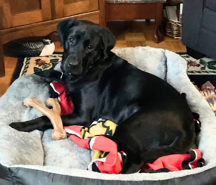 Molly, a black Labrador retriever, is laying in her large, fluffy dog bed with a dog bone.