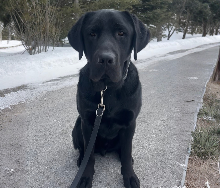 Norman, a black Labrador retriever, is out for a walk. He is sitting on the sidewalk, with a leash on, and looking directly at the camera is looking up toward the camera.