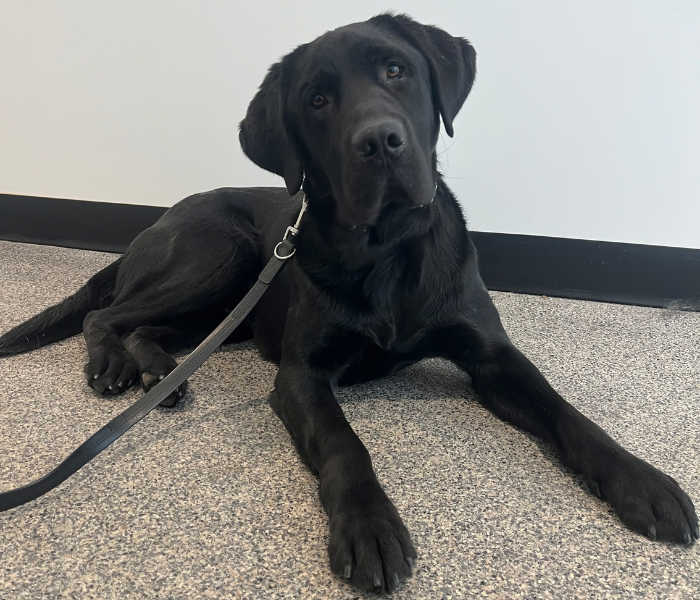 Norman, black Labrador Retriever, is lying on the floor indoors, wearing a leash and tilting its head while looking up at the camera