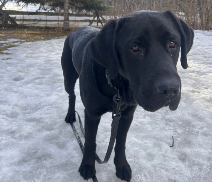 Norman, a black Labrador retriever, is standing on snowy ground outdoors, wearing a leash and looking calmly toward the camera.