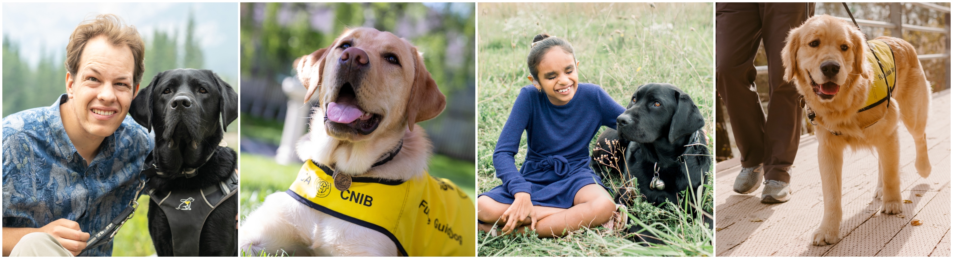 A collage containing 4 photos of CNIB guide dogs and buddy dogs and, in two of the photos, their handlers – a child with medium skin and an adult with light skin.