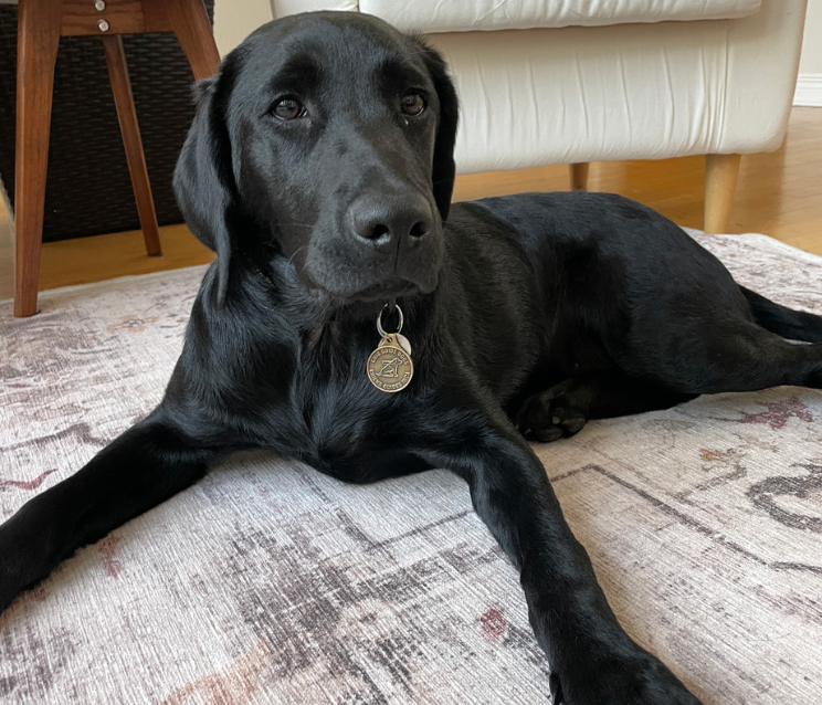 Valerie, a black Labrador retriever, lies on a patterned rug indoors, looking calmly toward the camera. She wears a collar with a round ID tag.