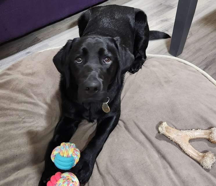 Valerie, a black Labrador retriever, lies on a dog bed with two colourful rope toys between her paws and a chew bone nearby. She looks up at the camera with an alert expression.
