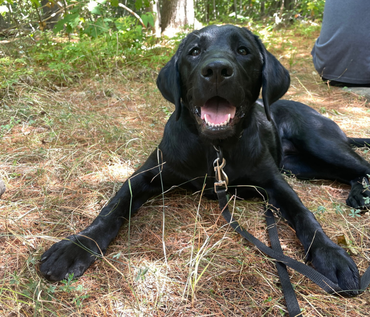 Valerie, a black Labrador retriever, rests outdoors on in a wooded area, wearing a leash. She faces the camera with her mouth open in a happy, relaxed expression.