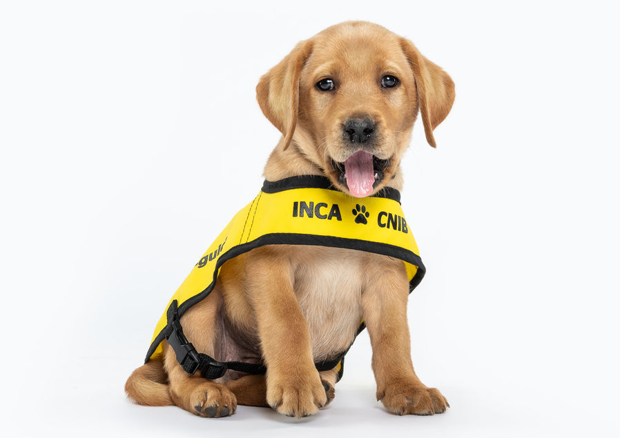 A small puppy with dark blonde fur sits wearing a yellow future CNIB guide dog vest