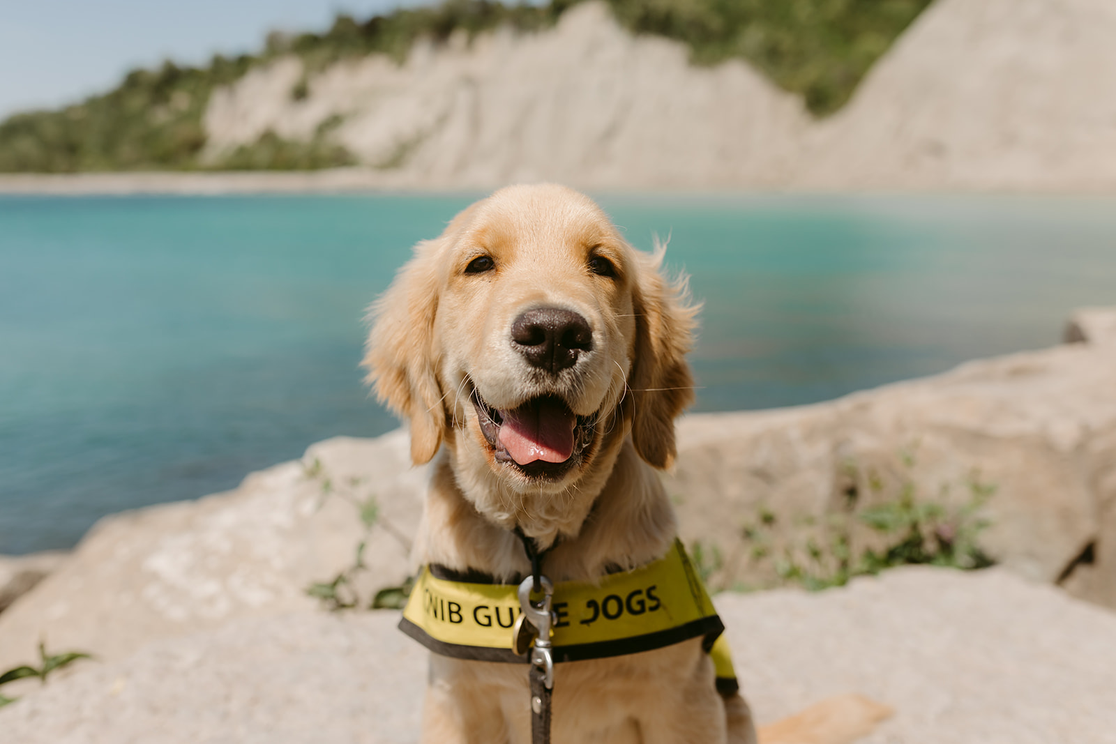 A future CNIB Guide Dog, golden retriever puppy staring at the camera on a warm day