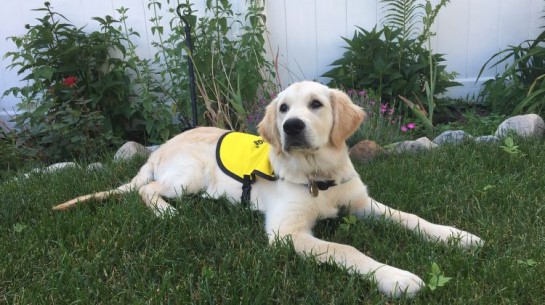 Guide dog wearing yellow harness resting on the grass.