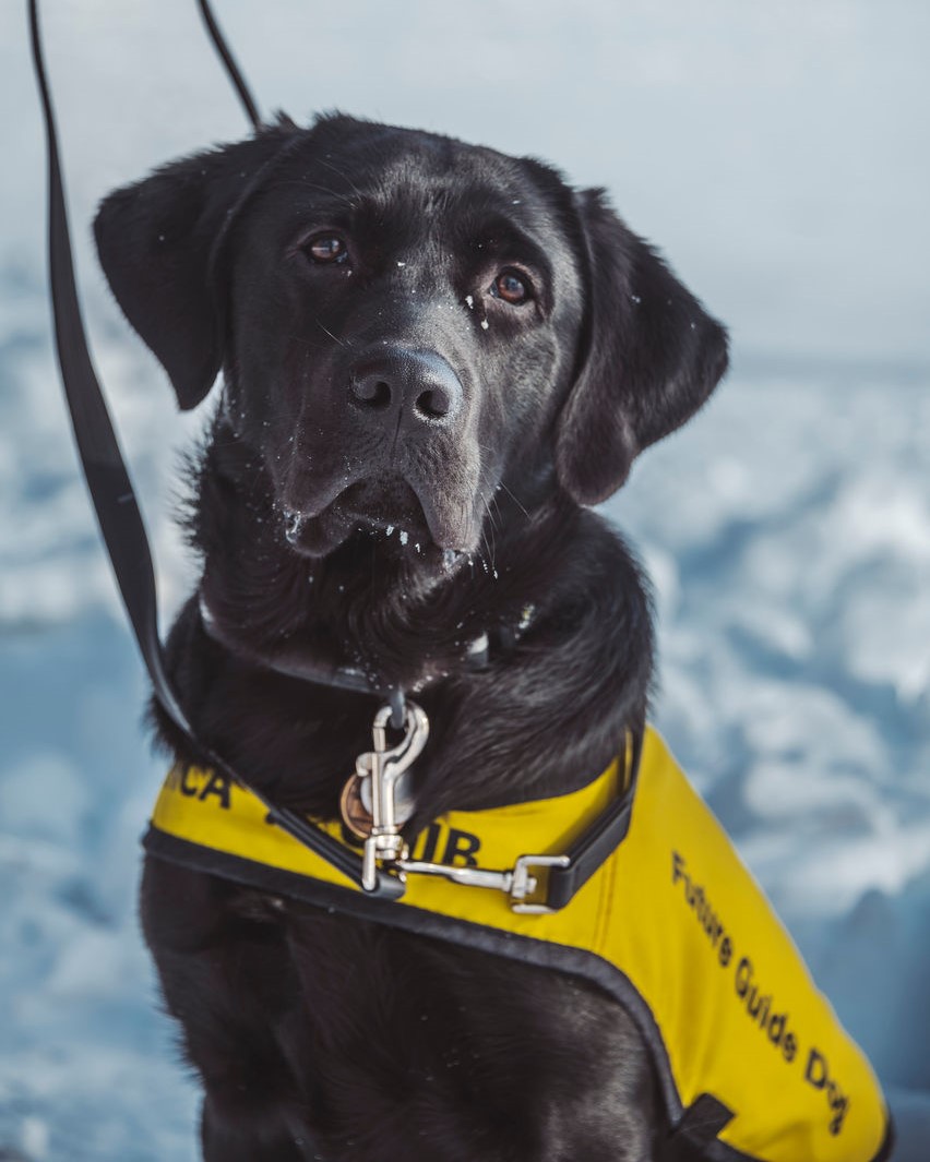 Steve, a black Labrador golden retriever cross, sits outside on the snow. He looks at the camera with a serious expression on his face, while wearing a black and yellow CNIB “Future Guide Dog” vest.