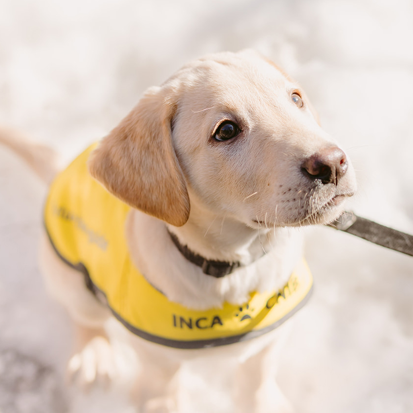 A future CNIB Guide Dog, yellow lab puppy sitting in snow