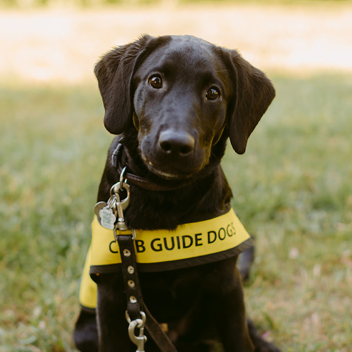 A future CNIB Guide Dog, black lab puppy staring at the camera on a warm day