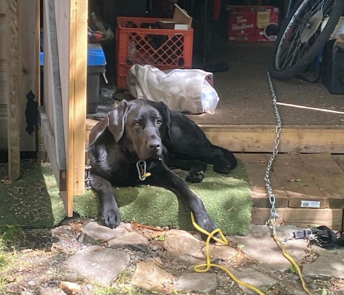 Cosmo, a black Labrador Retriever, rests at the entrance of a shed with his front paws stretched out in front of him, calmly looking toward the camera.