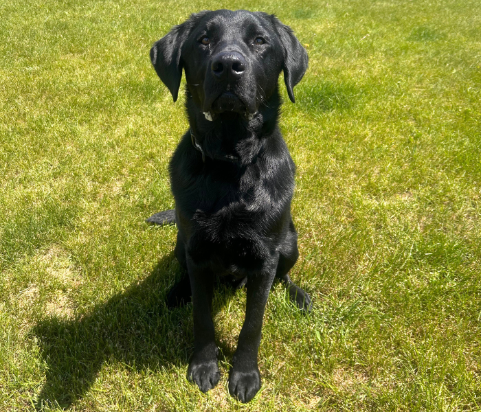 Cosmo, a black Labrador Retriever, sits attentively on a sunny green lawn, looking directly at the camera with an alert and focused expression.