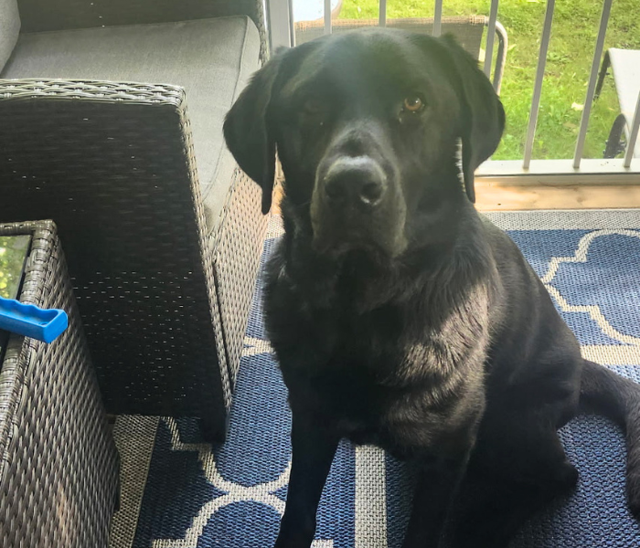 Cosmo, a black Labrador Retriever, sits on a blue patterned rug on a porch, gazing at the camera with a calm, gentle expression.