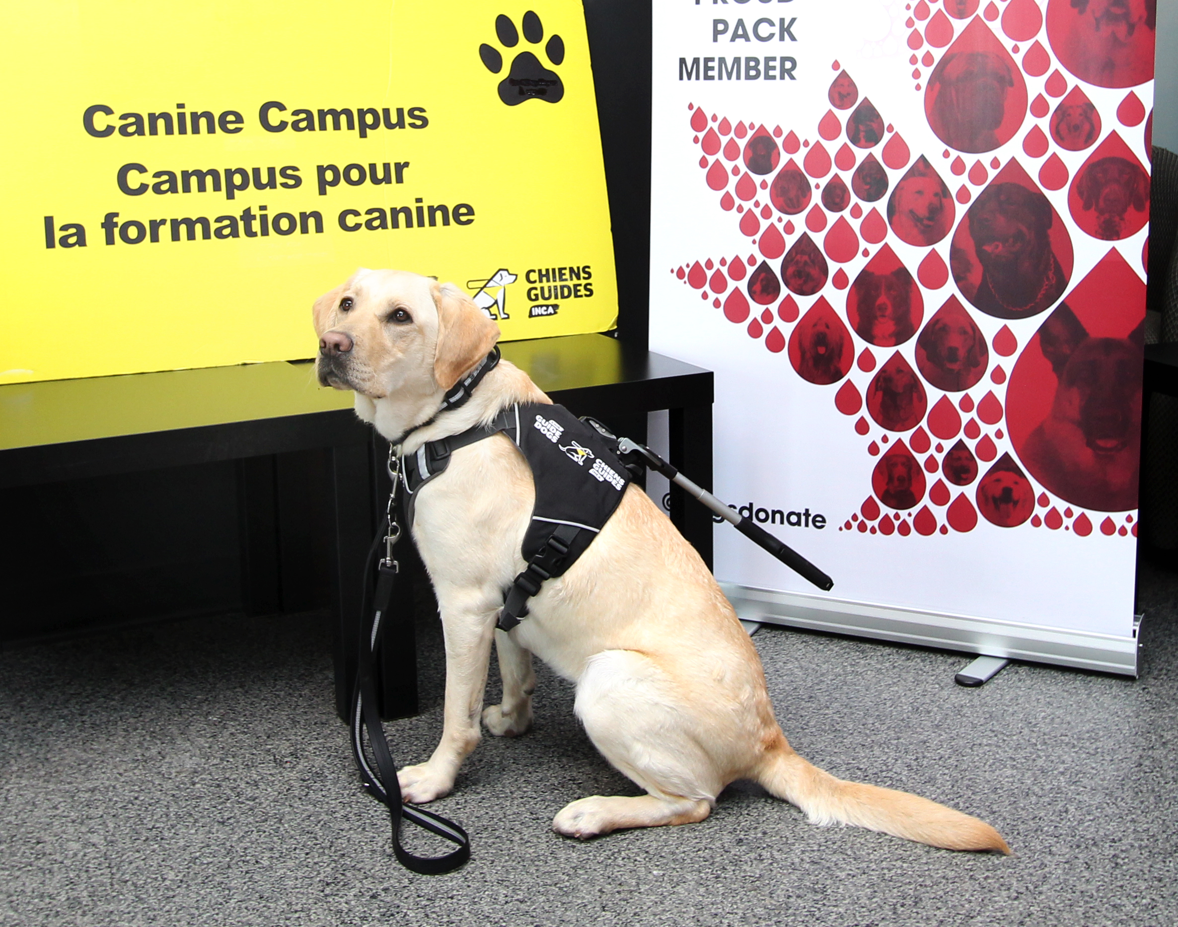 Pup-dates: Future guide dogs donate blood for Canadian Animal Blood Bank |  CNIB