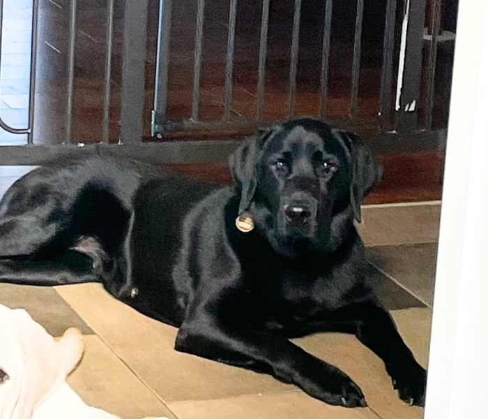 Di, a black Labrador Retriever dog. lies comfortably on a tiled floor indoors, looking directly toward the camera with a calm, attentive expression. 