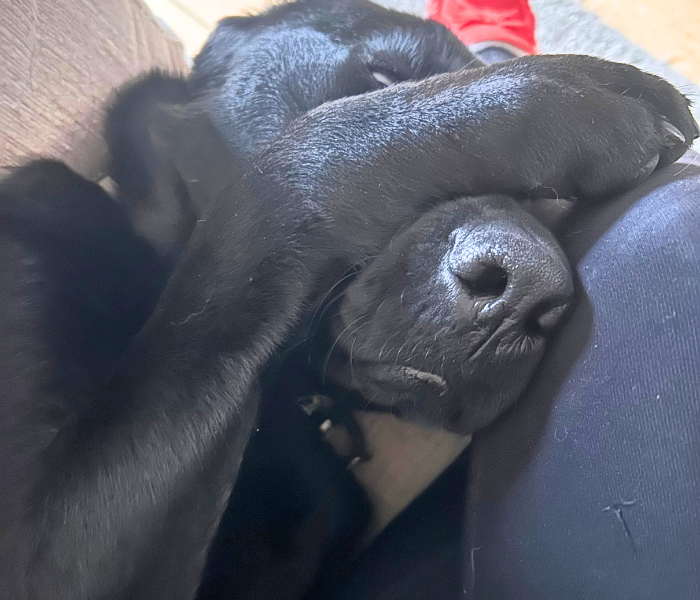 A close-up of Di, a sleepy black Labrador Retriever, resting against someone with her front paw draped over her eyes and face in a playful sleeping pose.