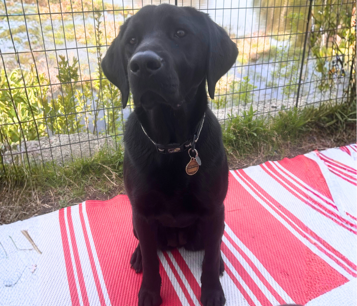 Di, A black Labrador Retriever dog, sits upright on a red-and-white patterned outdoor mat beside a fence. Di looks toward the camera with an alert, composed expression.