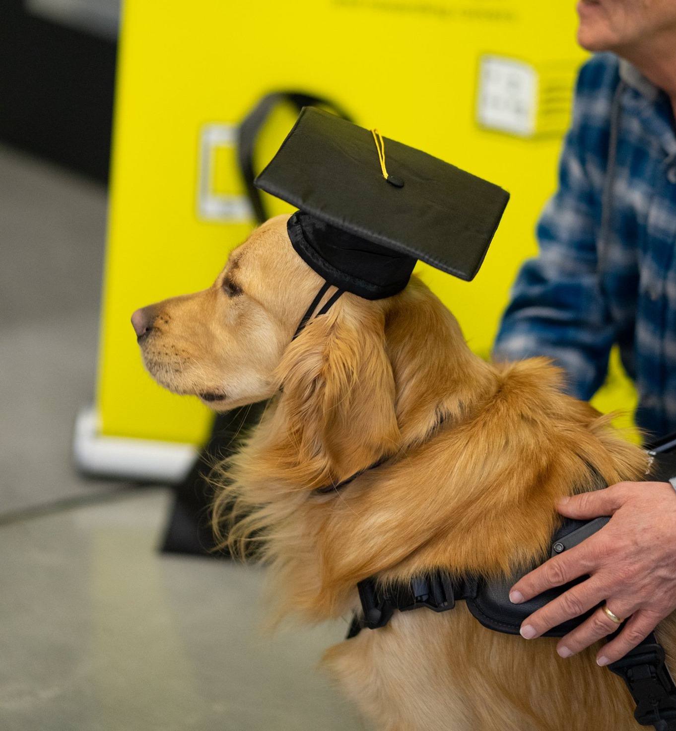 A guide dog and its handler at a graduation ceremony. The handler pets his golden retriever guide dog. The dog is wearing a graduation cap.