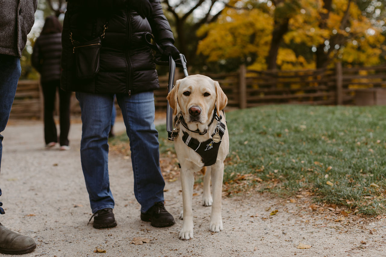 A yellow Labrador guide dog wearing a black harness stands beside its handler on a path, surrounded by autumn trees.